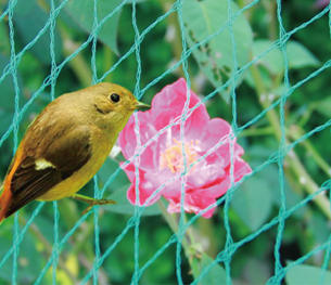 翠绿色防鸟网