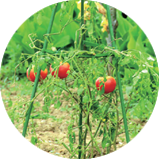 Tomato Cage